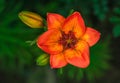 Wild fire red flower on the green background at sunset Royalty Free Stock Photo