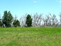 Wild fires killed trees, new growth in spring