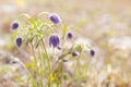 Wild first spring flower - purple pasque-flower with green leaves in sunbeams closeup with blur on meadow. Springtime season flora Royalty Free Stock Photo