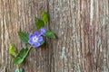 Wild first spring purple flower with young leaves and greenstalk climbing along the huge old tree. Wooden nature background. Royalty Free Stock Photo
