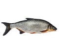 Wild fish chondrostoma nasus Royalty Free Stock Photo