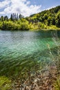 Wild fish swim in a forest lake with waterfalls. Plitvice, National Park, Croatia