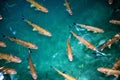 Fishes in clear water of plitvice national park lake Royalty Free Stock Photo