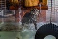 Wild fishing cat in a water tank at a sanctuary