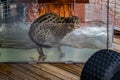 Wild fishing cat in a water tank at a sanctuary