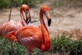 Wild Flamingo relaxing in the forest