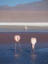 Wild flamingoes in colorful lagoon