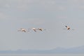 Wild flamingos in the African savannah