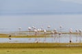 Wild flamingos in the African savannah