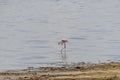 Wild flamingos in the African savannah