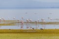 Wild flamingos in the African savannah