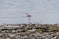 Wild flamingos in the African savannah