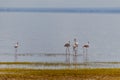 Wild flamingos in the African savannah