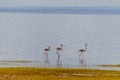 Wild flamingos in the African savannah