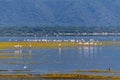 Wild flamingos in the African savannah