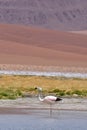 Wild Flamingos in atacama desert Chile South America Royalty Free Stock Photo