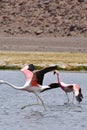 Wild Flamingos in atacama desert Chile South America Royalty Free Stock Photo