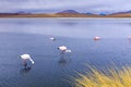 Wild flamingos at the CaÃÂ±apa Lake