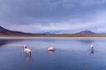 Wild flamingos at the CaÃÂ±apa Lake