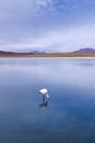 Wild flamingos at the CaÃÂ±apa Lake