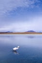 Wild flamingos at the CaÃÂ±apa Lake