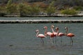 Wild Flamingos in Curacao