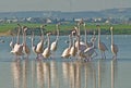 Wild flamingos flock at Larnaca salt lake Royalty Free Stock Photo