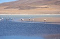 Wild flamingos in the lagoon of Bolivian Andes