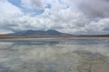 Wild Flamingos at Laguna Capina - Atacama Desert Royalty Free Stock Photo