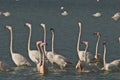 Wild flamingos at Larnaca salt lake Royalty Free Stock Photo