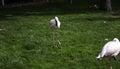 Wild flamingos park Royalty Free Stock Photo