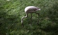 Wild flamingos park Royalty Free Stock Photo