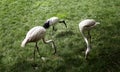 Wild flamingos park Royalty Free Stock Photo