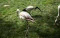 Wild flamingos park