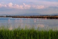 Wild flamingos on a salt lake near the city of Cervia in Italy Parco della Salina di Cervia
