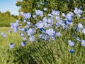 Wild flax blooming in a meadow