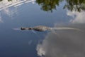 Wild Floating Alligator in Calm Water