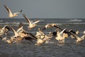 Wild flock of great pelicans taking flight Royalty Free Stock Photo