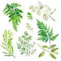 Wild flora, ferns and adiantum, Watercolor bright greenery