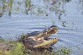 Wild Florida Alligator Royalty Free Stock Photo