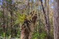 Wild Florida Bromeliad