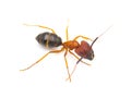 wild Florida carpenter ant, bull ant, Tortugas carpenter ant - Camponotus floridanus - are among the largest ants found in Florida