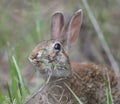 Wild Florida cottontail rabbit Sylvilagus floridanus