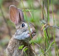 Wild Florida cottontail rabbit Sylvilagus floridanus with cleft palate and very bad teeth