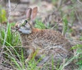 Wild Florida cottontail rabbit Sylvilagus floridanus