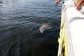 Wild Florida Dolphin