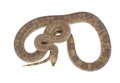 Wild Florida Pine Snake - Pituophis melanoleucus mugitus - isolated on white background top dorsal view showing scale detail brown