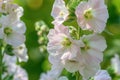 Wild flower Althaea officinalis in the garden Ai photo Royalty Free Stock Photo