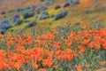 Wild flower at Antelope Valley Royalty Free Stock Photo