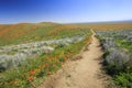 Wild flower at Antelope Valley Royalty Free Stock Photo